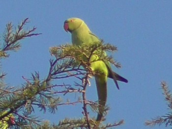 ワカケホンセイインコ 航空公園 2022年12月9日(金)