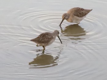 Long-billed Dowitcher Isanuma Tue, 12/19/2023