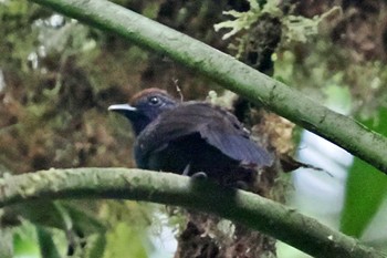 Bicolored Antvireo