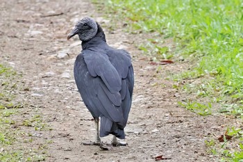 Black Vulture コロンビア Sun, 12/10/2023