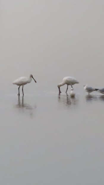 Black-faced Spoonbill Isanuma Tue, 12/19/2023