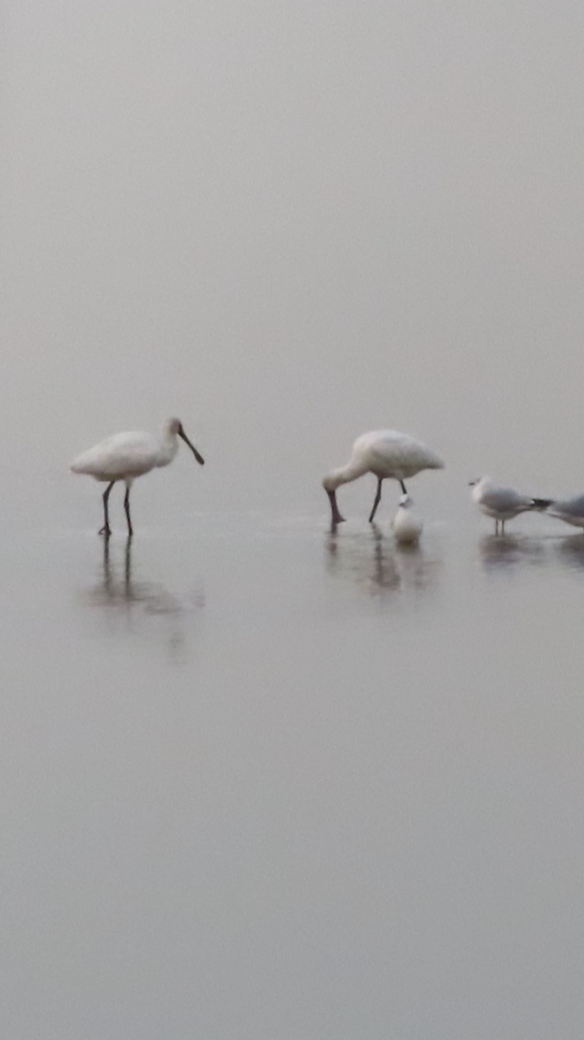 Photo of Black-faced Spoonbill at Isanuma by takapom