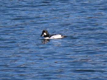 2023年12月18日(月) 志津川湾の野鳥観察記録