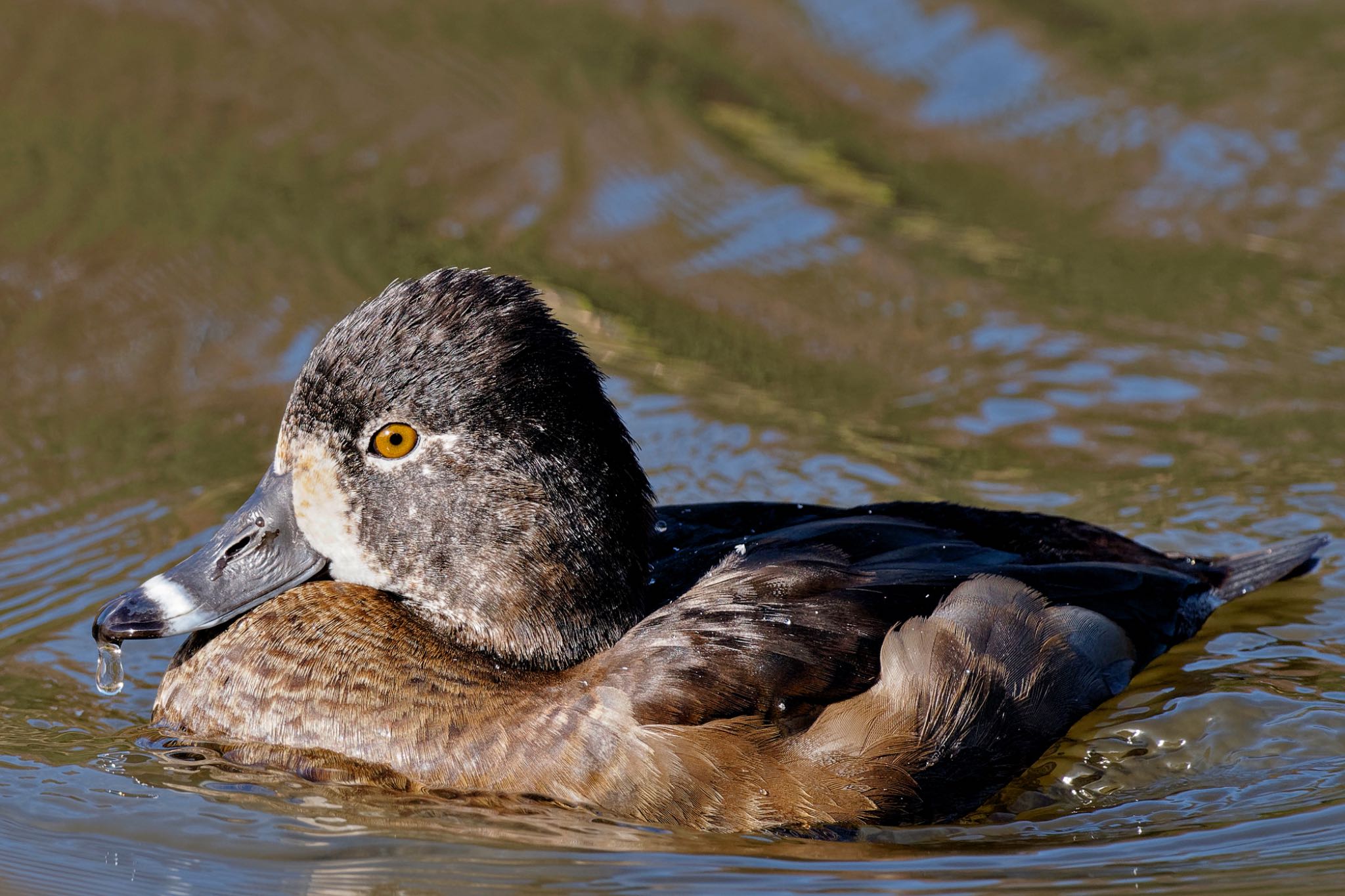 Ring-necked Duck