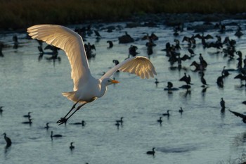 Great Egret 入間川 Wed, 12/13/2023