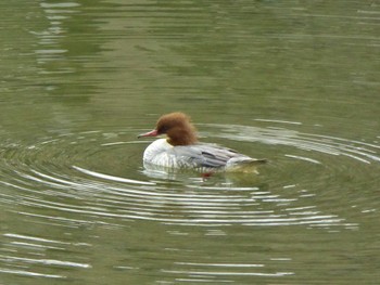 2023年12月19日(火) 賀茂川の野鳥観察記録