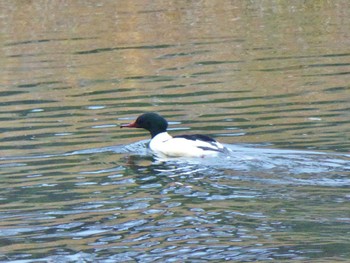 カワアイサ 賀茂川 2023年12月19日(火)