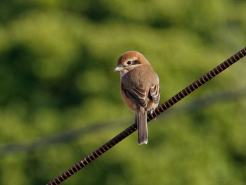 2023年12月19日(火) 横浜市立金沢自然公園の野鳥観察記録