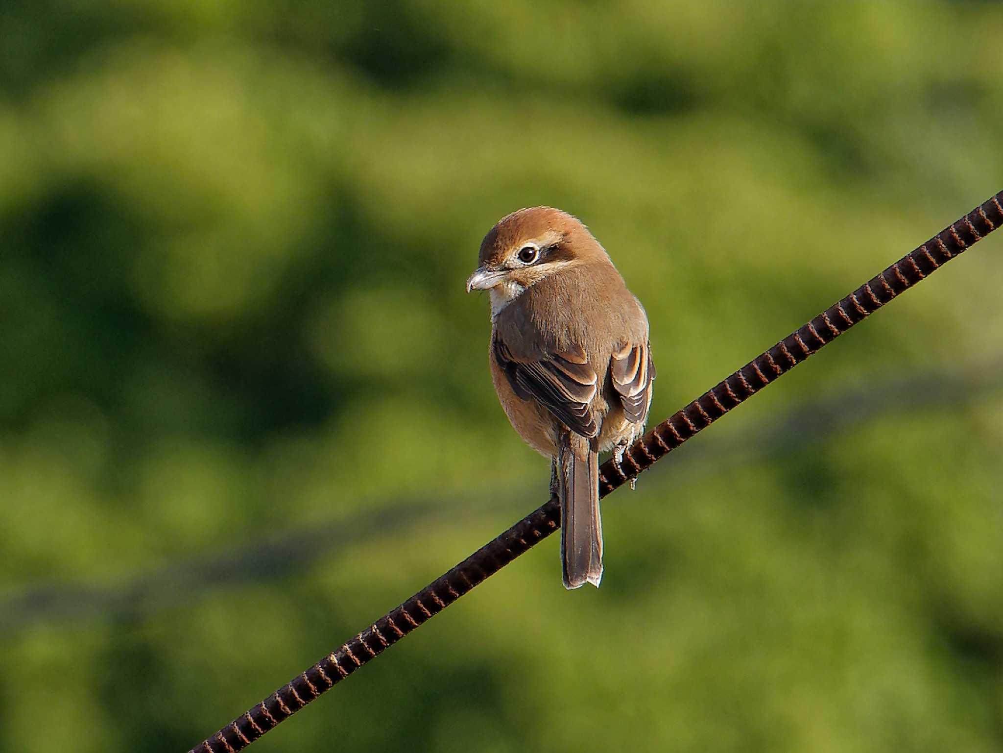 Bull-headed Shrike