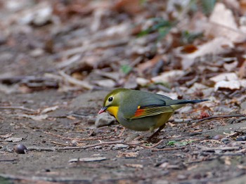 ソウシチョウ 横浜市立金沢自然公園 2023年12月19日(火)