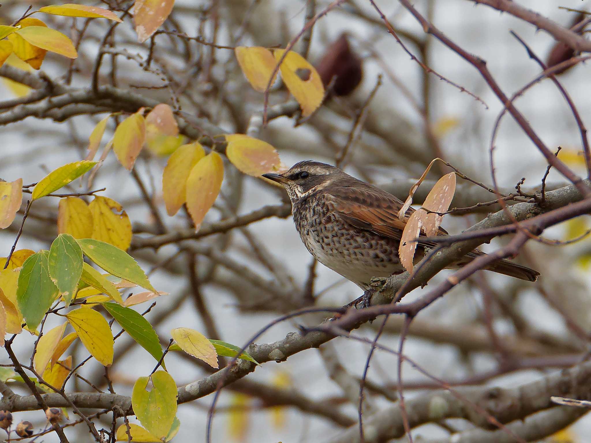 Photo of Dusky Thrush at 横浜市立金沢自然公園 by しおまつ