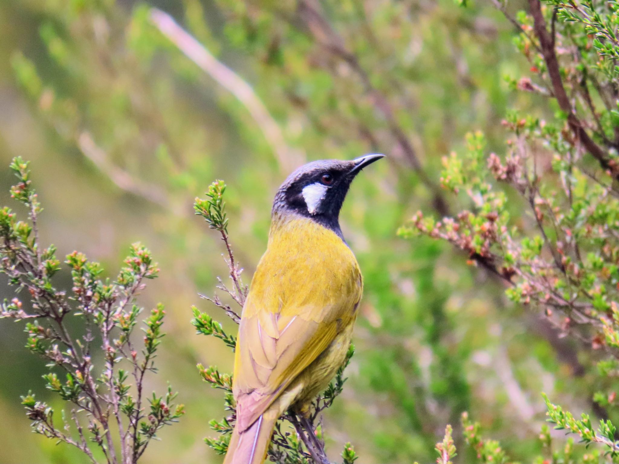 Thredbo, NSW, Australia ミミジロミツスイの写真 by Maki