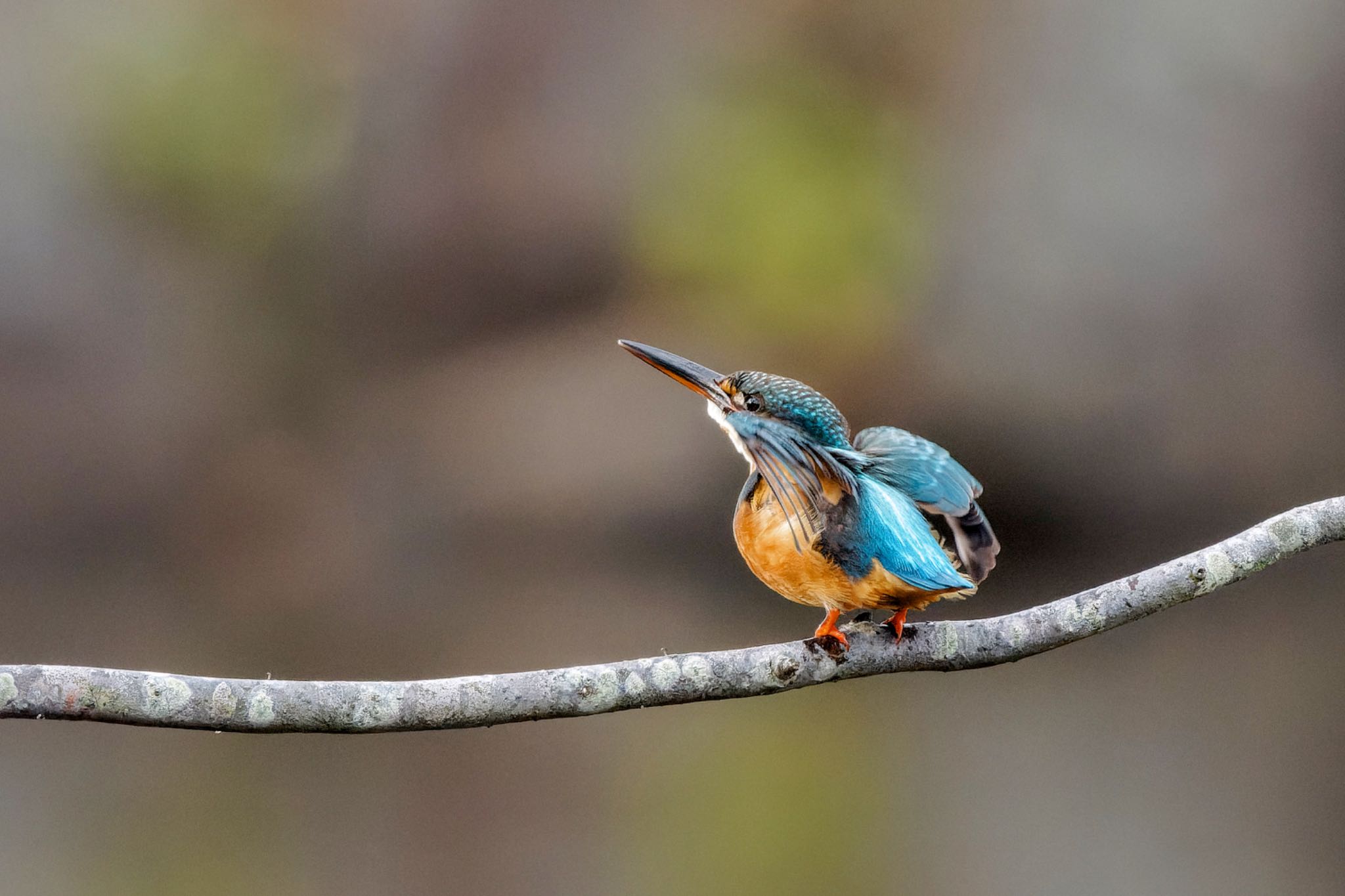 Common Kingfisher