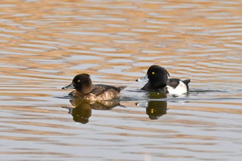 Tufted Duck 多々良沼公園 Sat, 12/16/2023