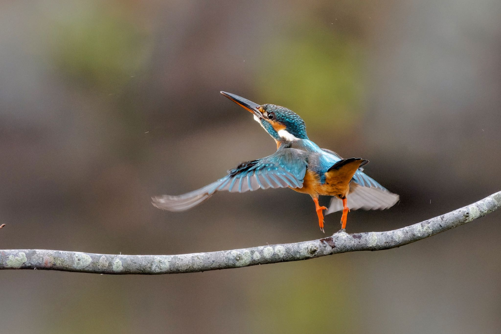 Common Kingfisher