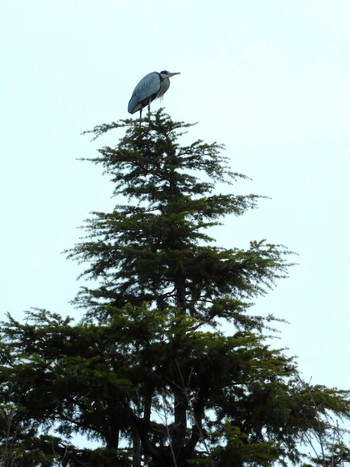 Tue, 12/19/2023 Birding report at 平和の森公園、妙正寺川