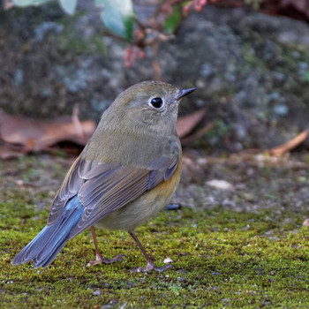 Wed, 1/4/2017 Birding report at 岐阜公園