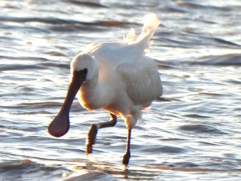 2023年12月17日(日) 埼玉県の野鳥観察記録