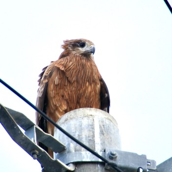 Tue, 12/19/2023 Birding report at 蒲生干潟(仙台市)