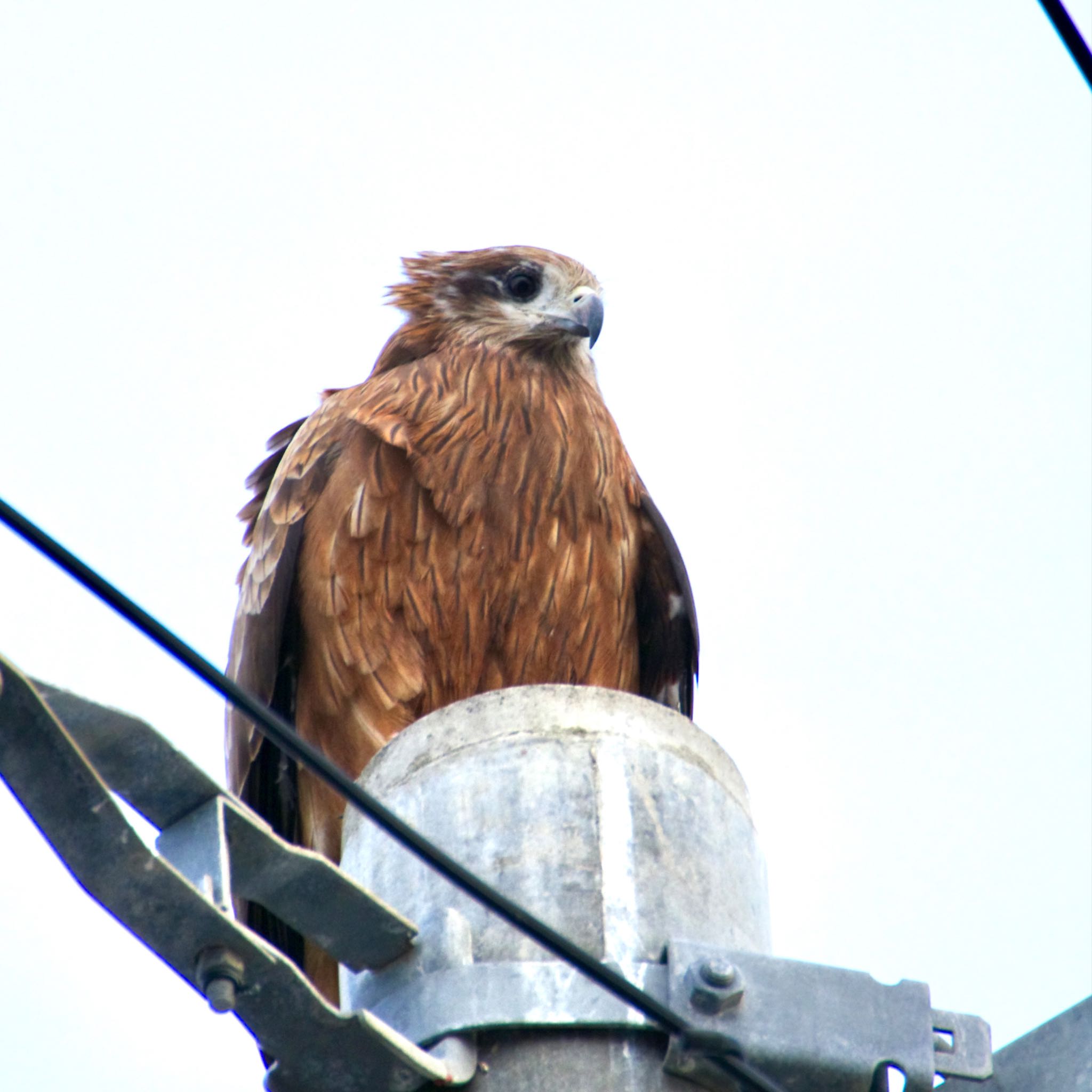 Photo of Black Kite at 蒲生干潟(仙台市) by モズもず