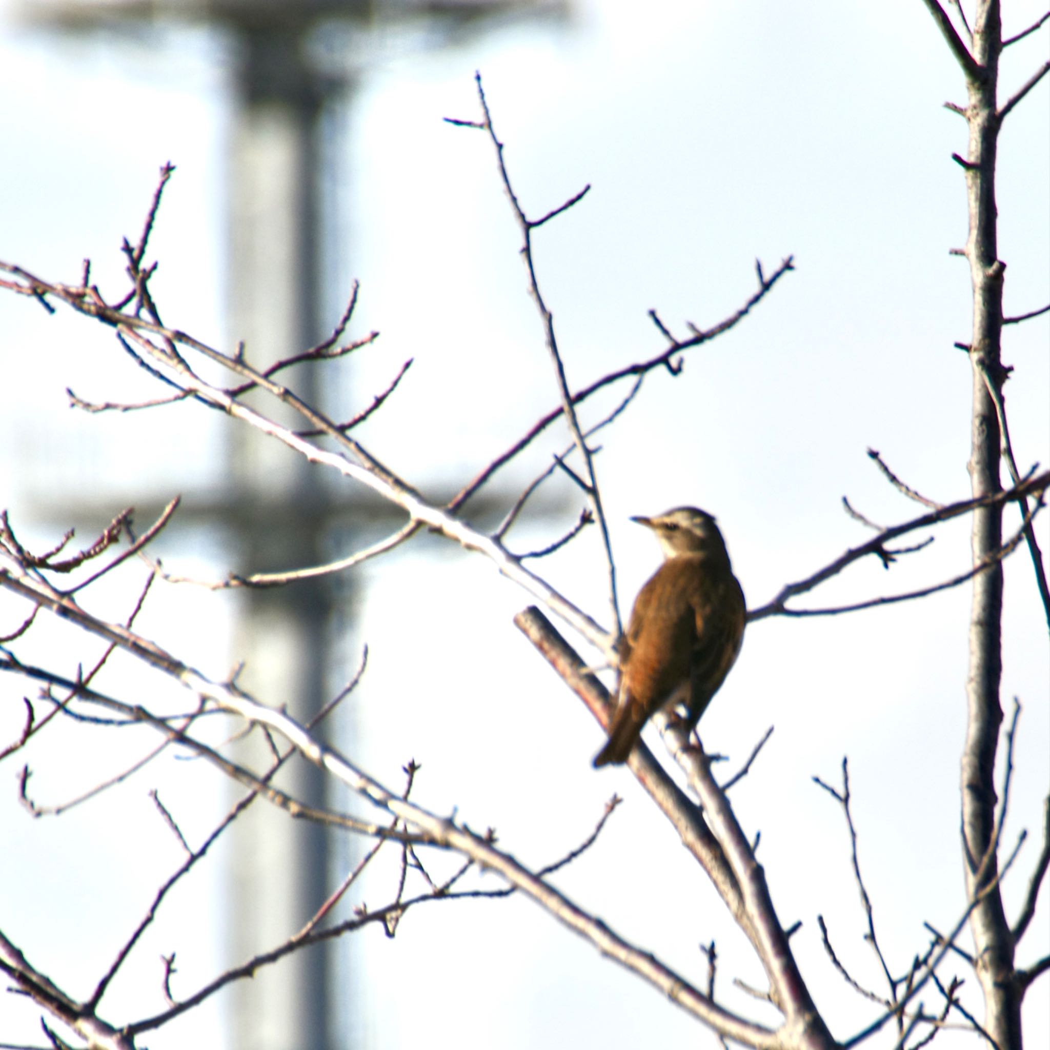 Photo of Dusky Thrush at 蒲生干潟(仙台市) by モズもず