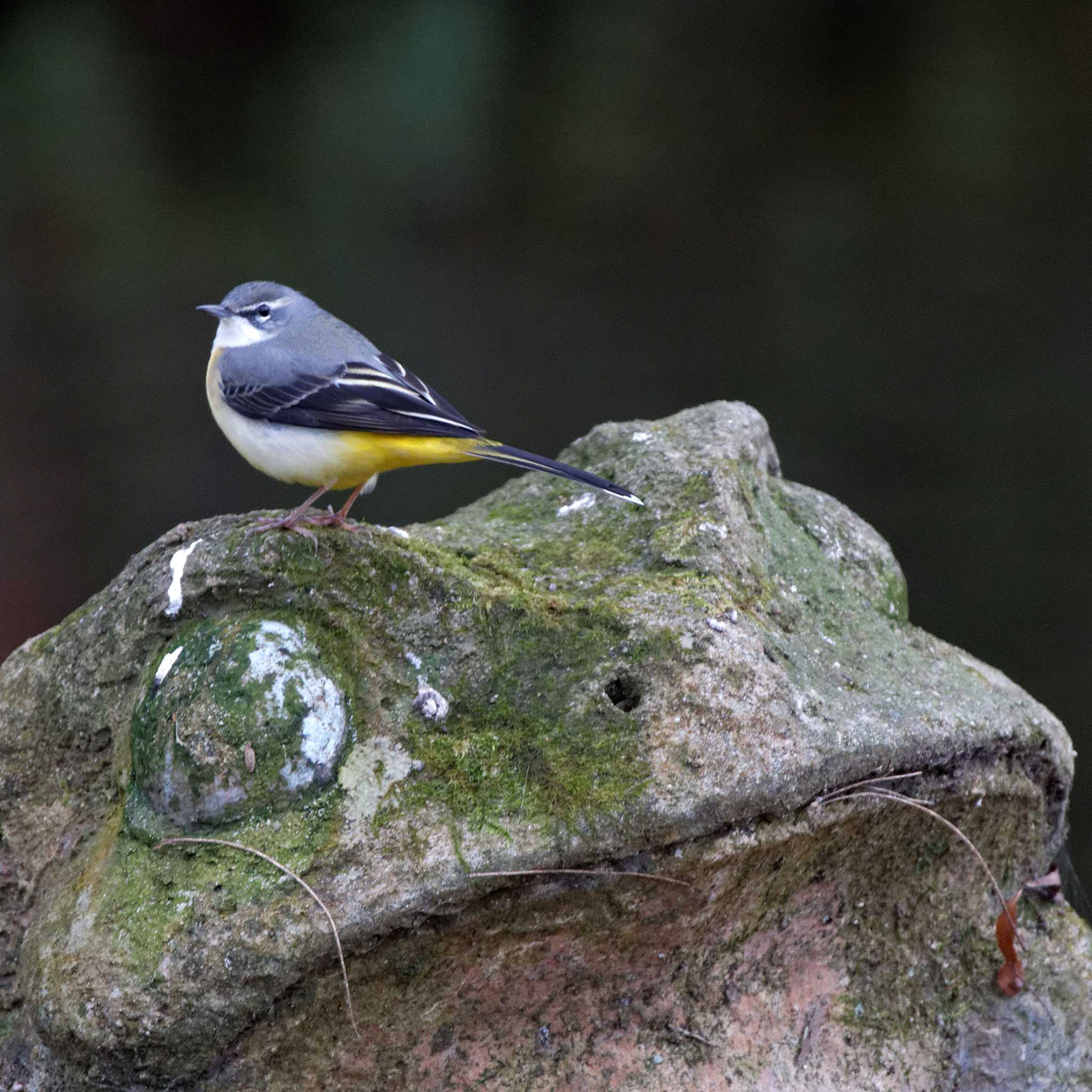 Photo of Grey Wagtail at 岐阜公園 by herald