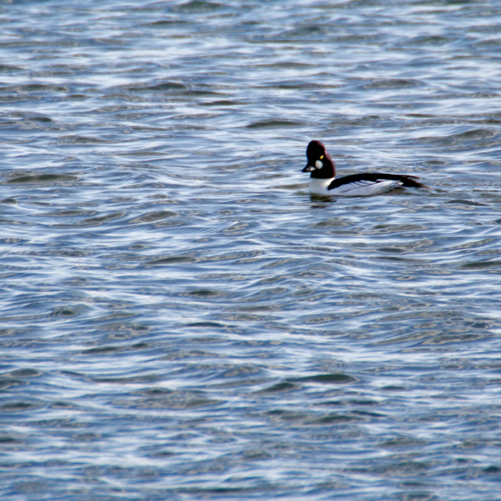 Common Goldeneye