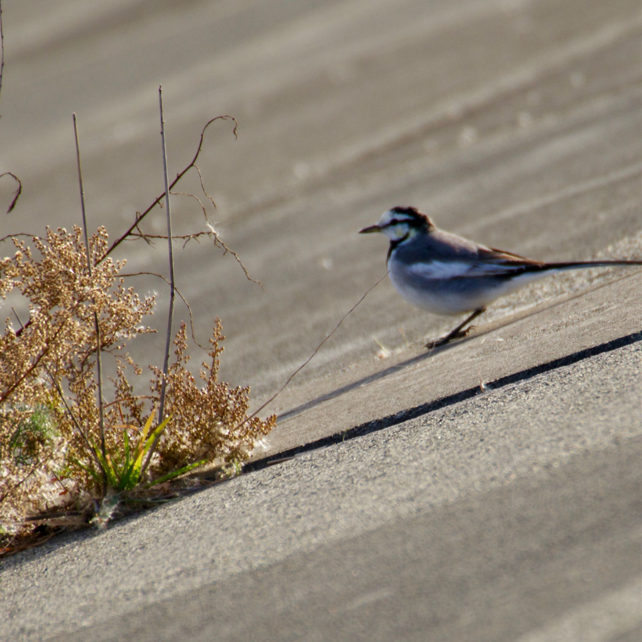 Photo of White Wagtail at 蒲生干潟(仙台市) by モズもず