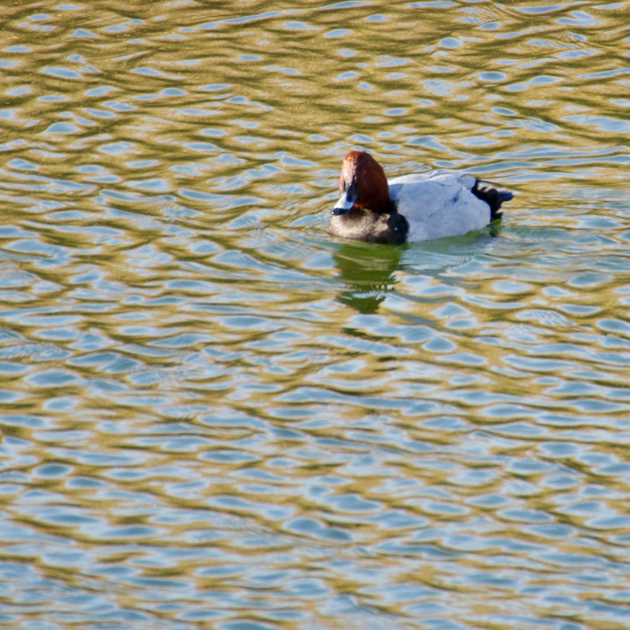 Photo of Common Pochard at 蒲生干潟(仙台市) by モズもず