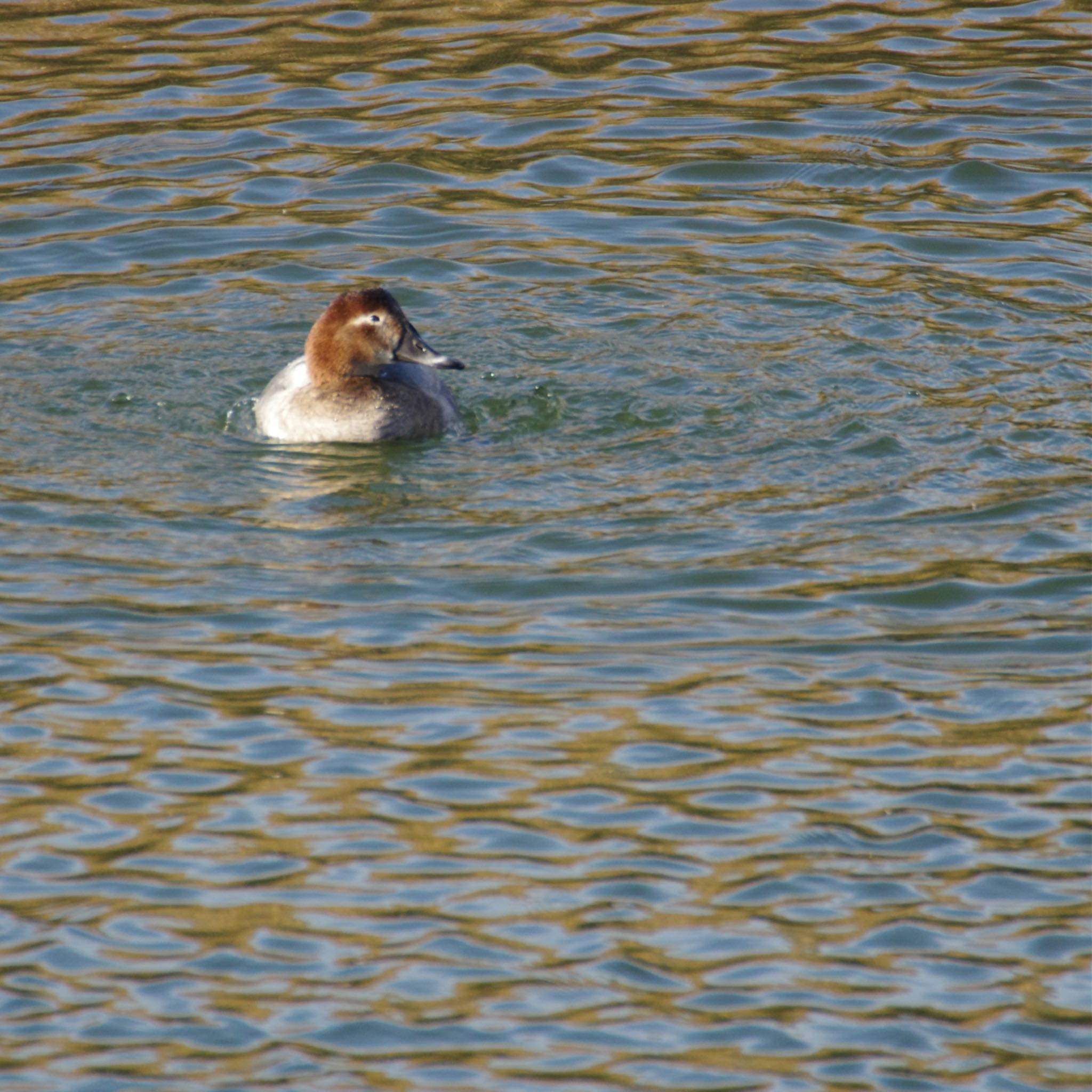 Common Pochard