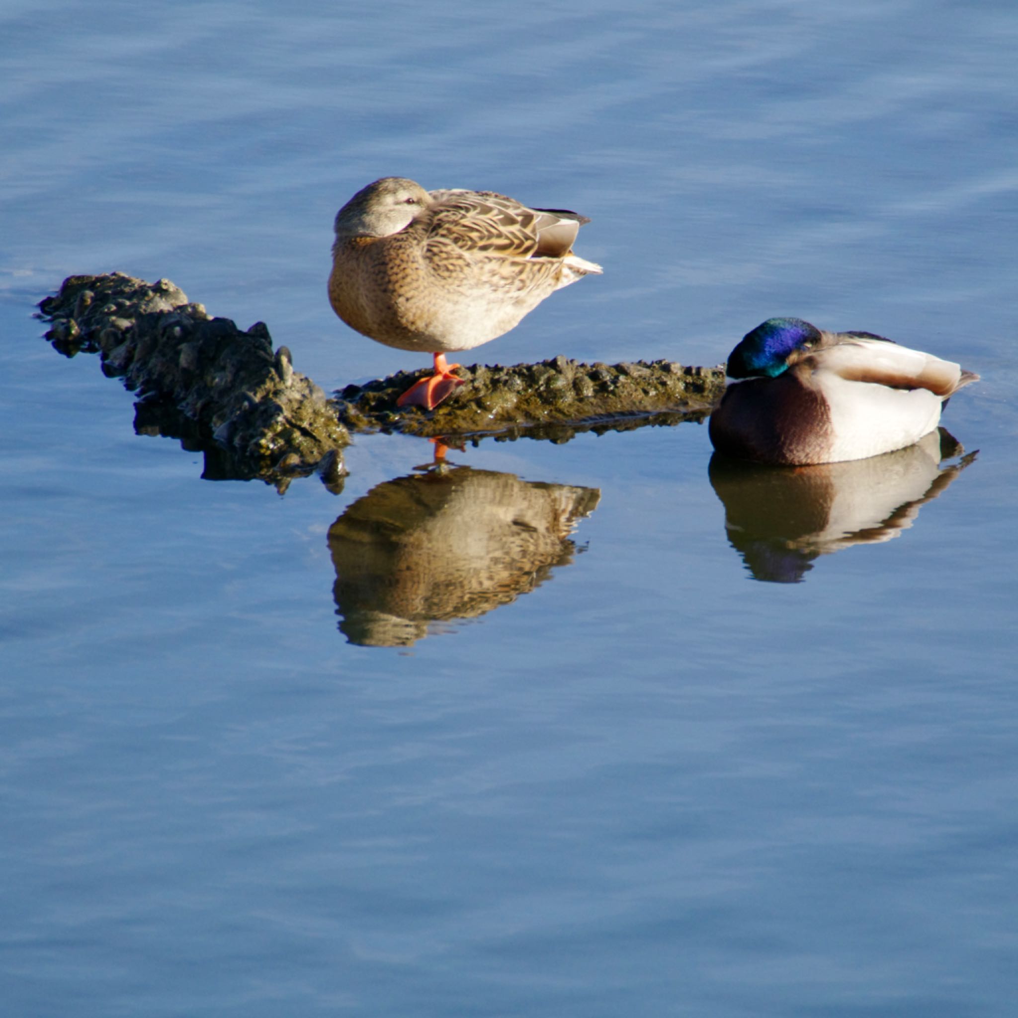 Photo of Mallard at 蒲生干潟(仙台市) by モズもず