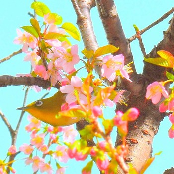 Warbling White-eye 東京駅 Mon, 12/18/2023