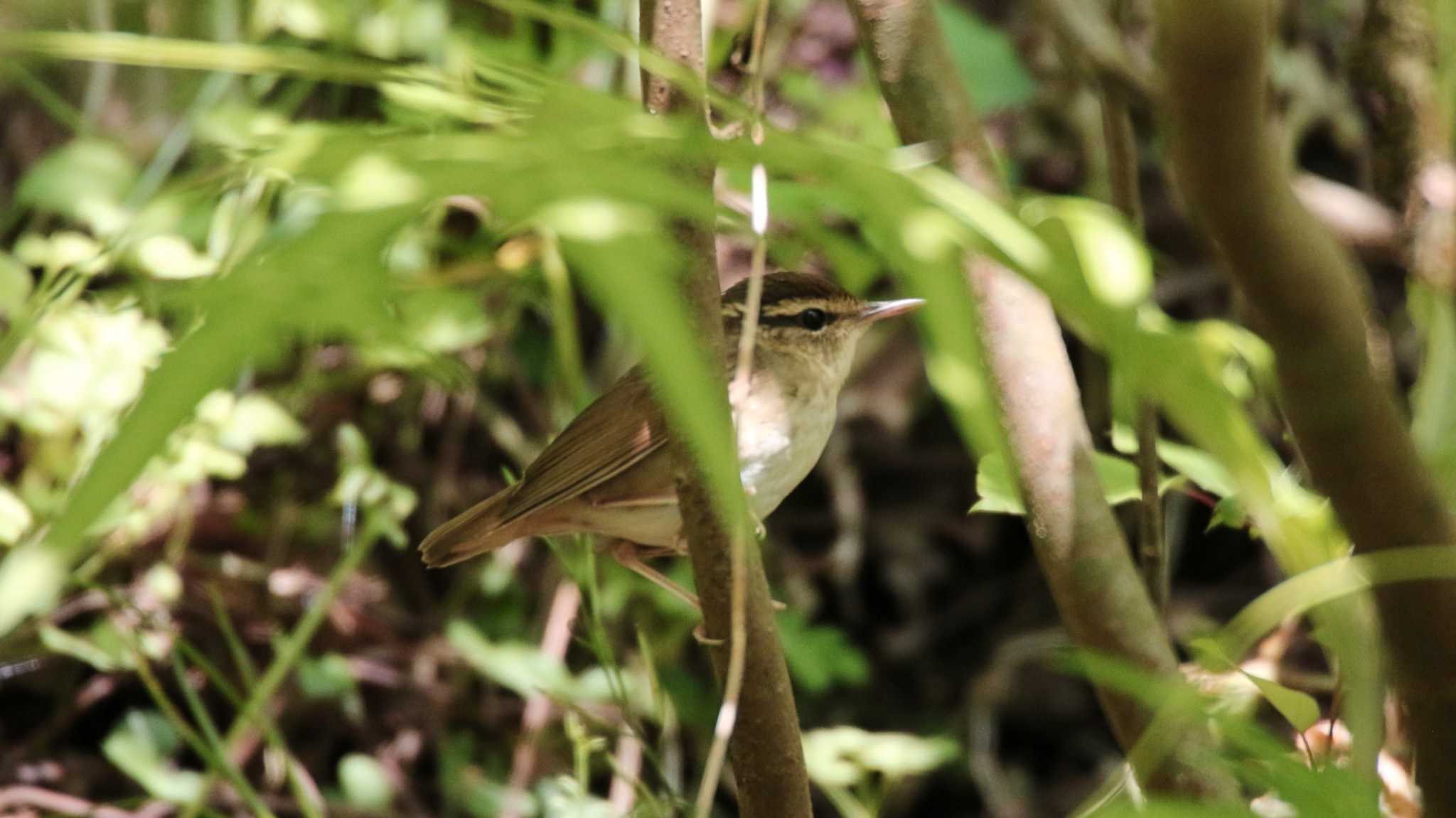 Photo of Sakhalin Leaf Warbler at 宮ケ瀬湖 by k honma