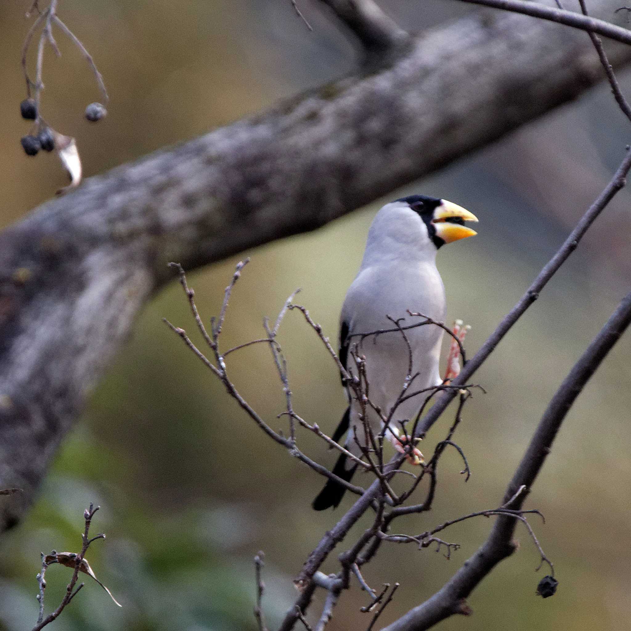 Japanese Grosbeak