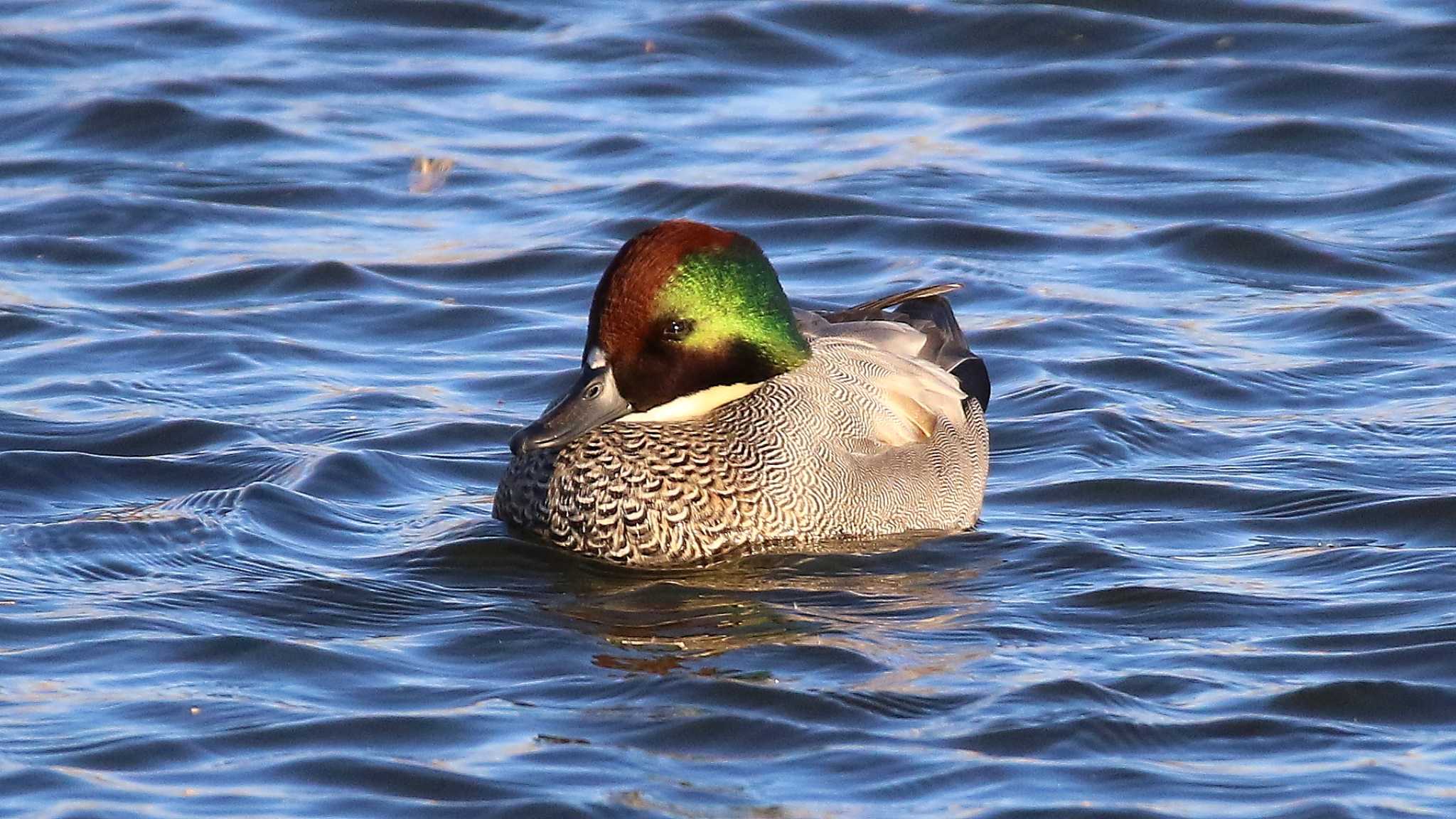 伊佐沼公園 ヨシガモの写真 by k honma