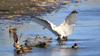 クロツラヘラサギ 伊佐沼公園 2023年12月17日(日)