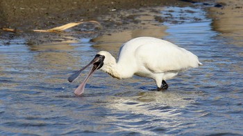 クロツラヘラサギ 伊佐沼公園 2023年12月17日(日)