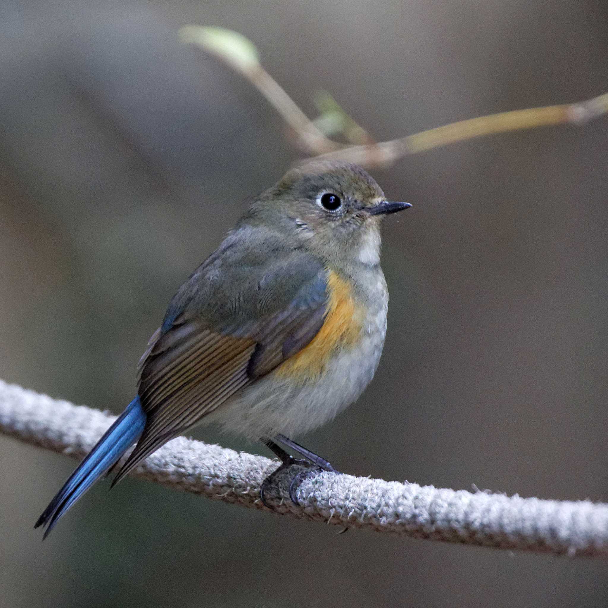 Photo of Red-flanked Bluetail at 岐阜公園 by herald