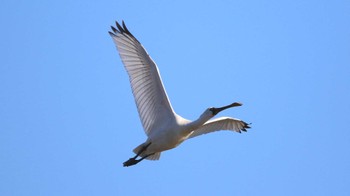 クロツラヘラサギ 伊佐沼公園 2023年12月17日(日)