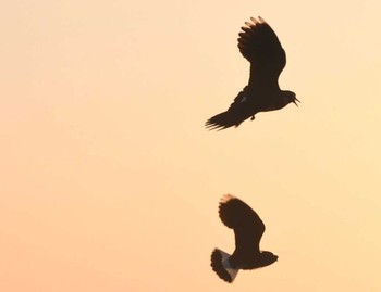 Northern Lapwing 平塚田んぼ Sun, 12/10/2023