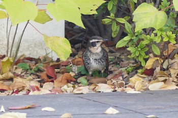 Dusky Thrush 東京都 Sun, 12/10/2023