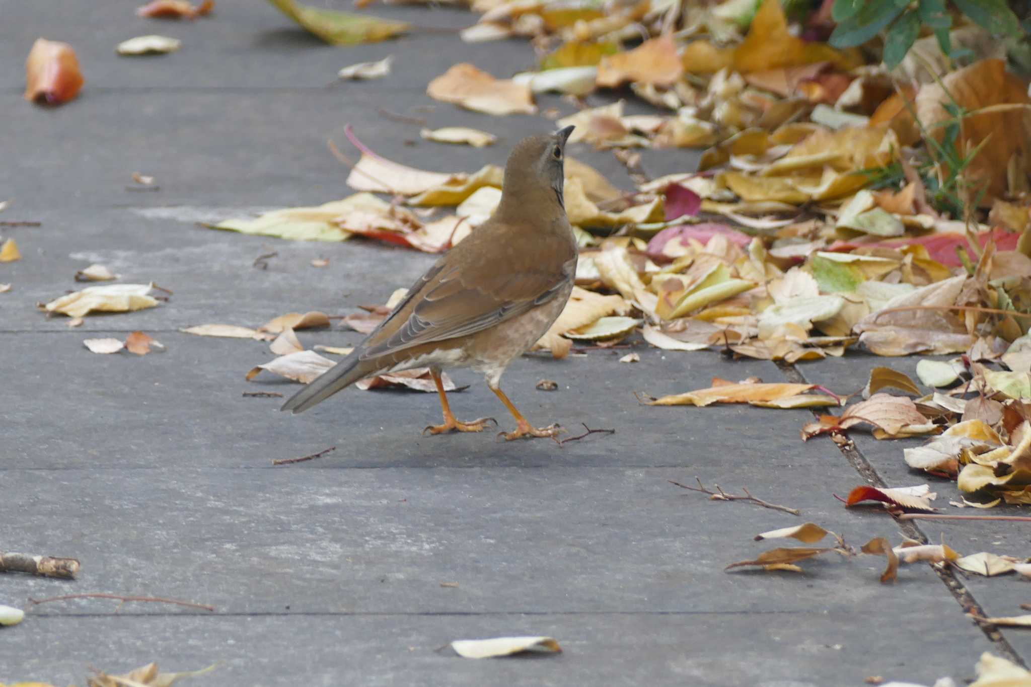 Photo of Pale Thrush at 東京都 by アカウント5509