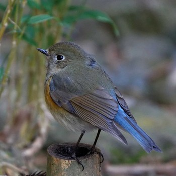 Red-flanked Bluetail 岐阜公園 Wed, 1/4/2017