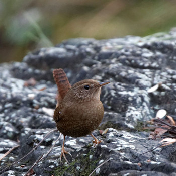 Eurasian Wren 岐阜公園 Wed, 1/4/2017