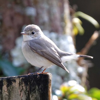 Red-breasted Flycatcher 岐阜公園 Wed, 1/4/2017