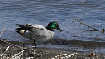 2023年12月17日(日) 諏訪湖の野鳥観察記録