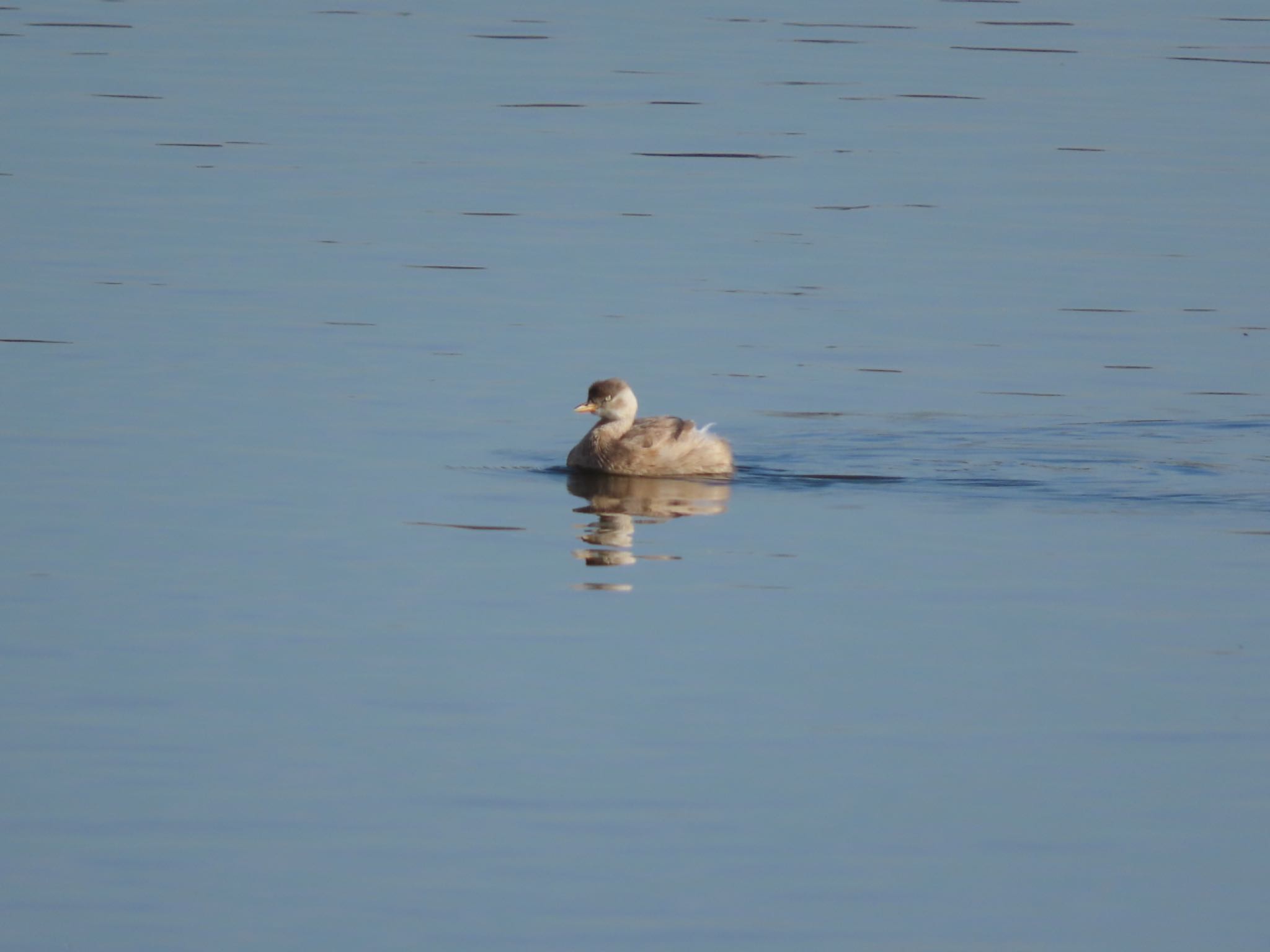 Little Grebe