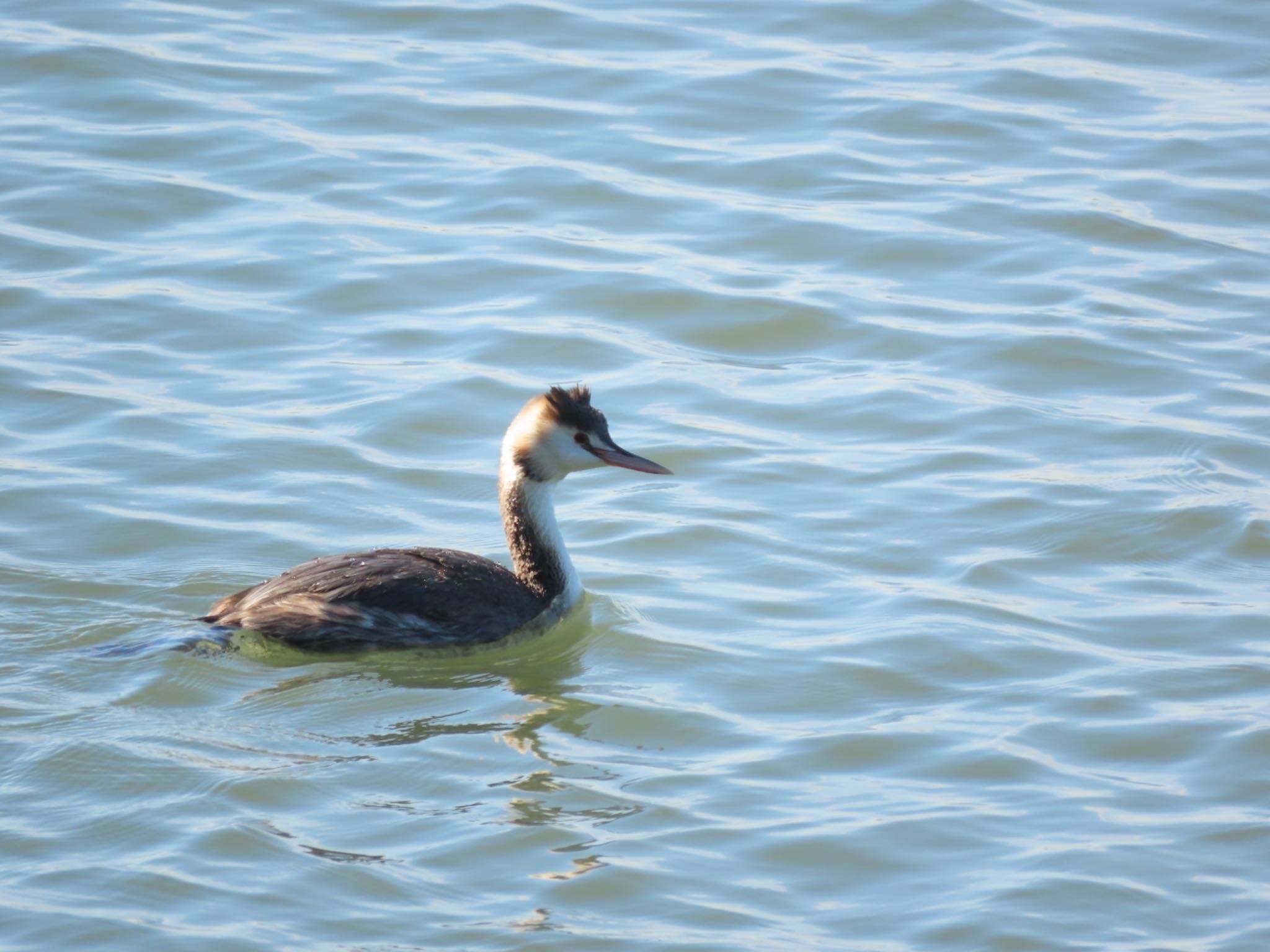 Great Crested Grebe