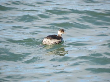 Black-necked Grebe Fujimae Tidal Flat Thu, 12/14/2023