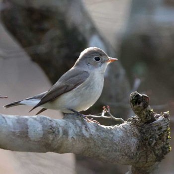 Red-breasted Flycatcher 岐阜公園 Wed, 1/4/2017